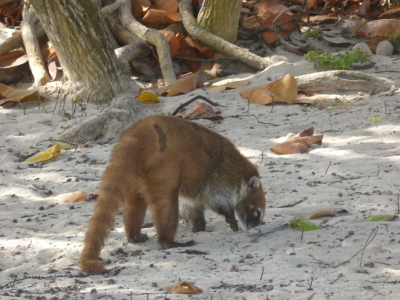 Weißrüsselnasenbär 2017_04