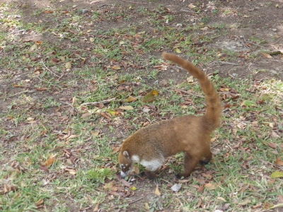 Weißrüsselnasenbär 2017_08