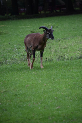 Gemeindepark 4021_04