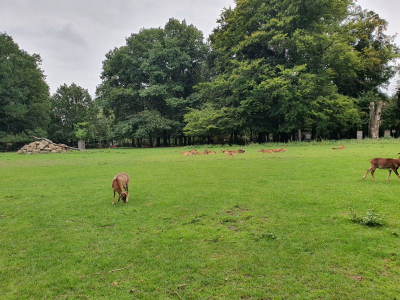 Gemeindepark 4021_05