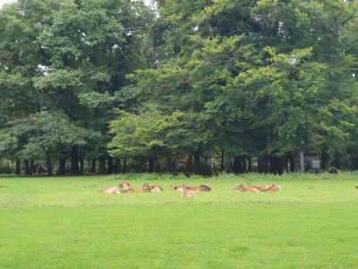 Gemeindepark 4021_06