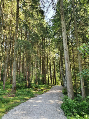 Waldsee Lindenberg 2821_11