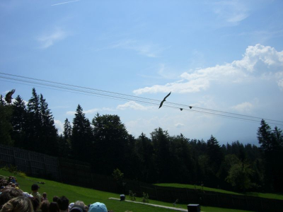 !Adlerwarte Pfänder Lochau_07