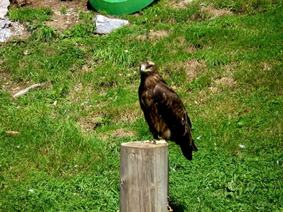 !Adlerwarte Pfänder Lochau_13