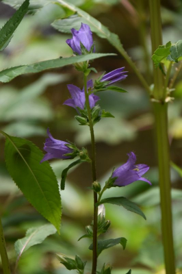 Nesselblättrige Glockenlume 2622