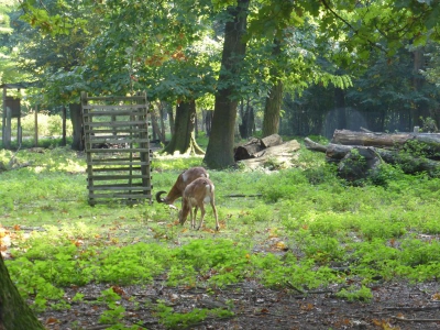 Revierförsterei Tegelsee 4017_08