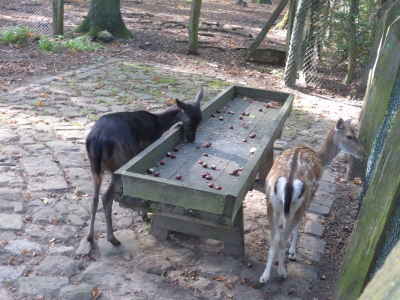 Revierförsterei Tegelsee 4017_13