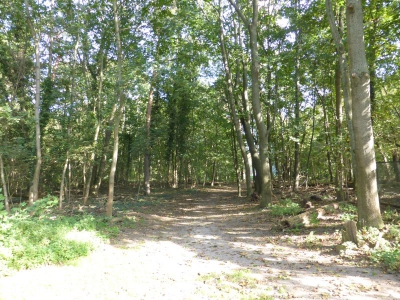 Tegler Forst Konradshöhe 4017_02