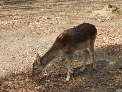 Damwild Tegler Forst Berlin