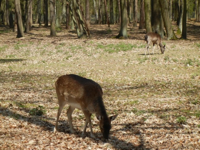 Damwild Tegler Forst Berlin_02