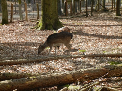 Damwild Tegler Forst Berlin_06