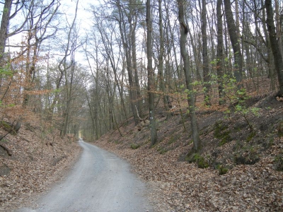 Tegler Forst Berlin_02