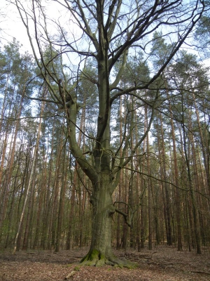 Tegler Forst Berlin_06