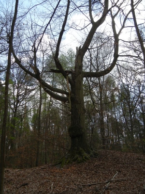 Tegler Forst Berlin_09