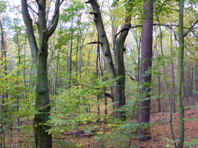 Tegler Forst10.13_05