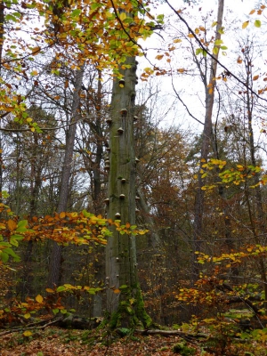 Tegler Forst2 Berlin10.13_02