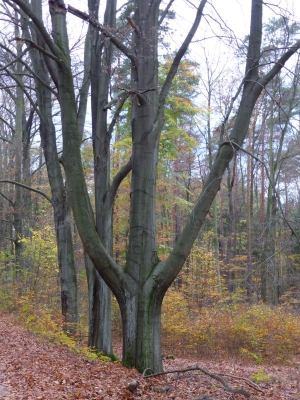 Tegler Forst2 Berlin10.13_04