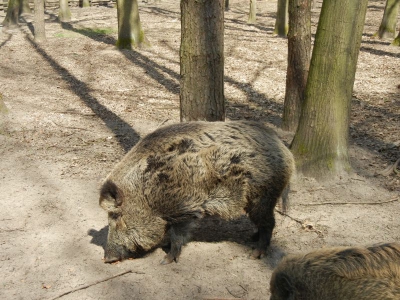 Wildschwein Tegler Forst Berlin