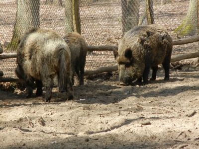 Wildschwein Tegler Forst Berlin_04