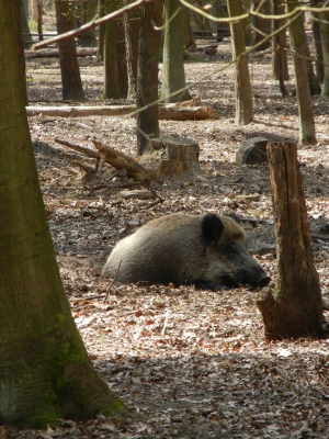 Wildschwein Tegler Forst Berlin_05