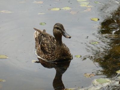 Steinbergpark Berlin Waidmannslust 2915_09