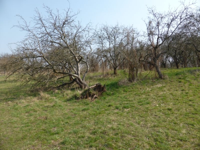 Niedermoorwiesen Tegler Fließ1314_06
