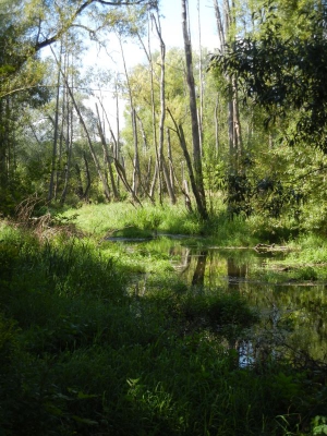 Tegel Fließ Waidmannsluster Damm Berlin8.13_08