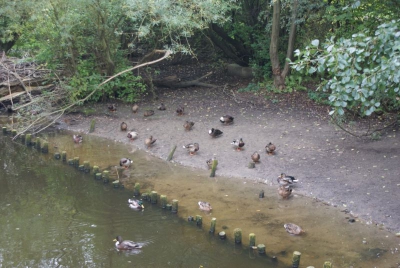 Tegler Fließ10.13_89