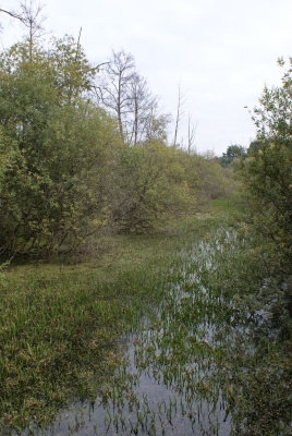 Tegler Fließ10.13_116