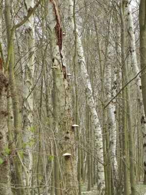 Mauerradweg Spandau Berlin_05