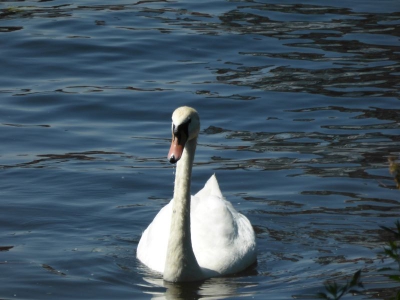 Insel Eiswerder 3115_35