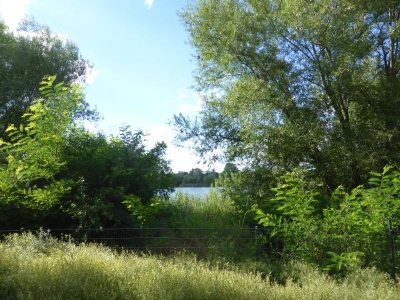 Spekte Viertel 3117_10