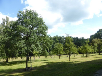 Waldstück Pichelsdorf 3117_07