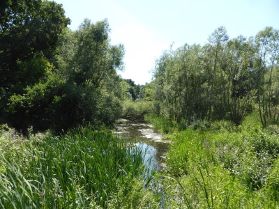 Tiefwerder Wiesen 3115