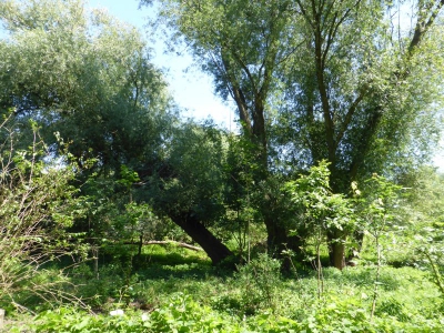 Tiefwerder Wiesen 3115_21