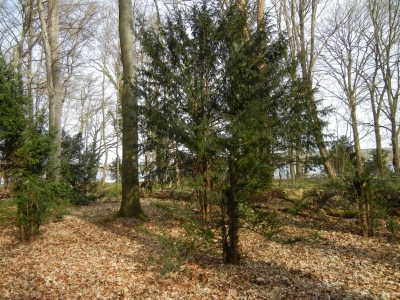 Radweg Havelufer Gatow Berlin_08