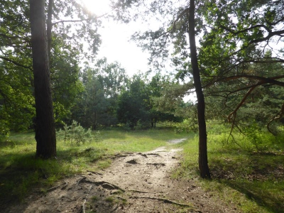 Spandauer Forst 3217_09