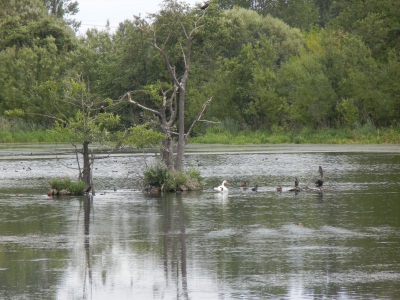 Karower Teiche Französisch Buchholz Pankow Berlin 8.13_13