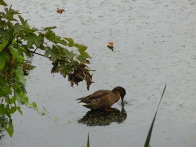 Karower Teiche Französisch Buchholz Pankow Berlin 8.13_14