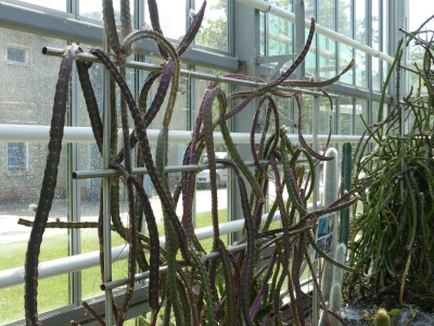 Botanischer Volkspark Blankenfelde Berlin22.14_07