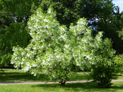 Botanischer Volkspark Blankenfelde Berlin22.14_09