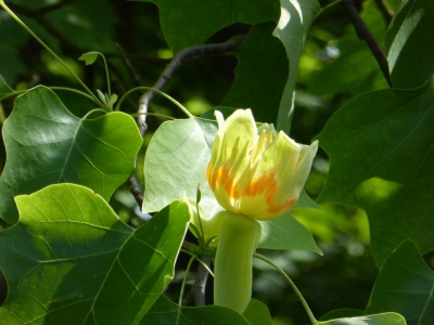 Botanischer Volkspark Blankenfelde Berlin22.14_25