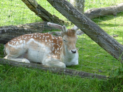 Wildgehege Botanischer Volkspark Blankenfelde Berlin22.14_02