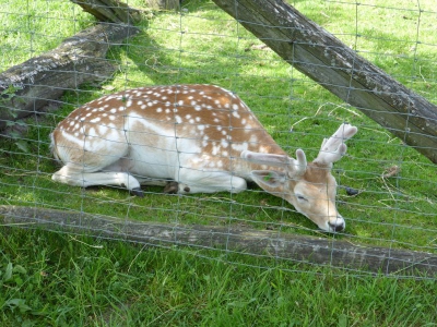 Wildgehege Botanischer Volkspark Blankenfelde Berlin22.14_03