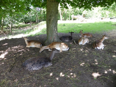 Wildgehege Botanischer Volkspark Blankenfelde Berlin22.14_07