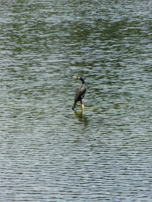 Hundekehlensee Grunewald_03