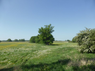 Radweg Wittenberge-Havelberg 1518_25