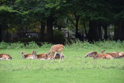 Gemeindepark 4021_03