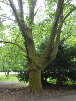 Volkspark Humboldthain Gesundbrunnen Berlin Mitte 2416_16