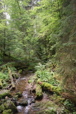 Lotenbachklamm bei Bonndof_20